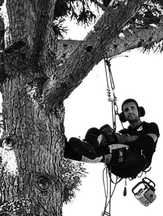 Anthony Arthaud, élagueur-grimpeur Arth'Paysage, en intervention dans un arbre