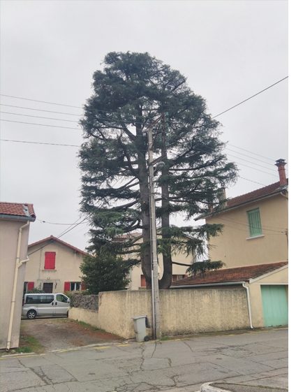 Élagage / réduction d'un cèdre — après