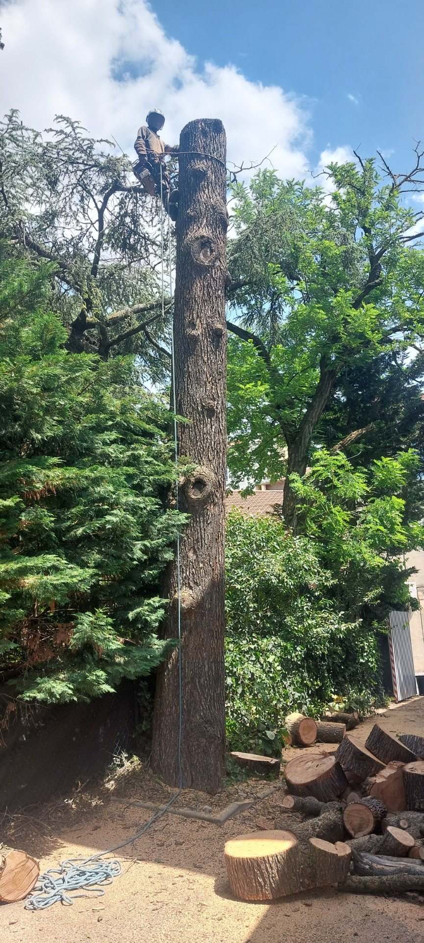 Élagueur sur cèdre majestueux
