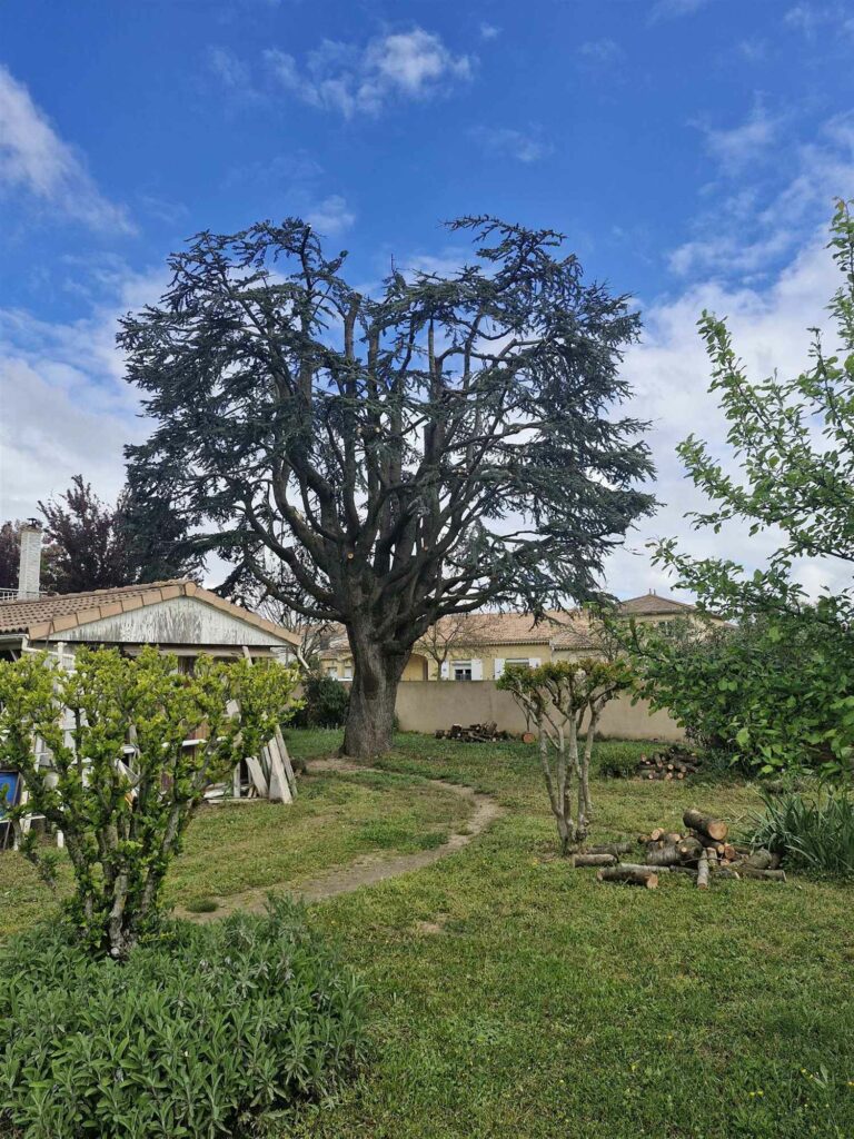 Cèdre élagué avec nacelle ClearSky 600AJ