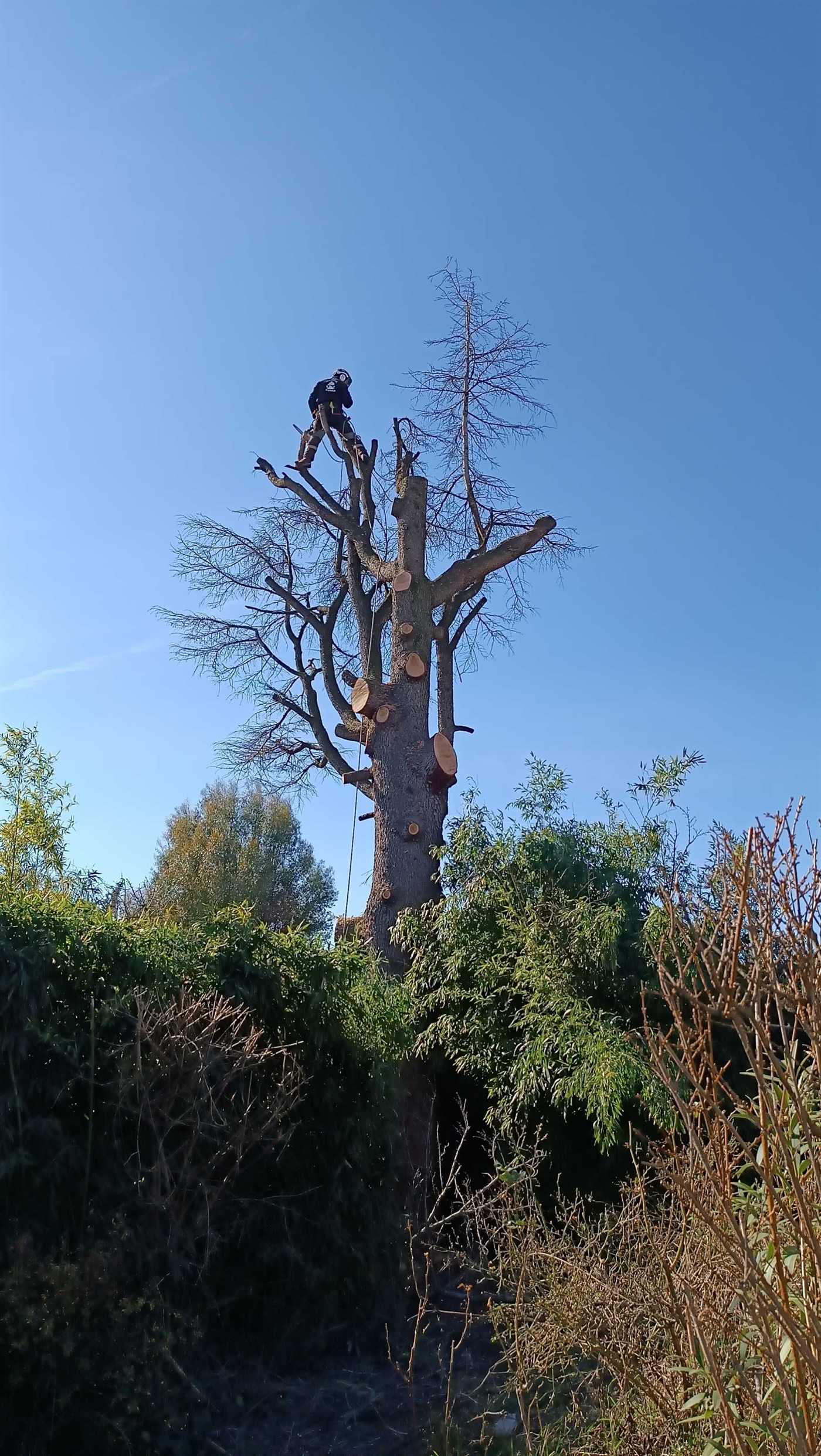 Entretien de jardin