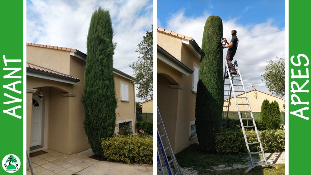 Cyprès Florence — taille en colonne parfaite